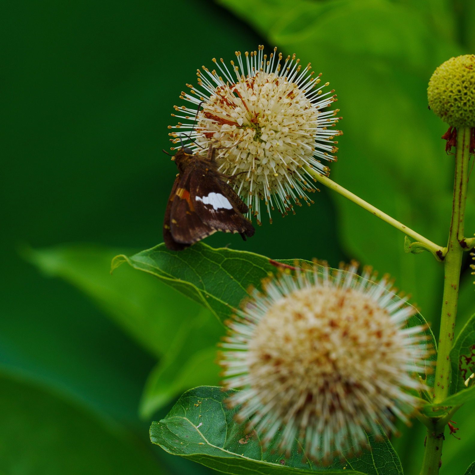 Butterfly on Flower